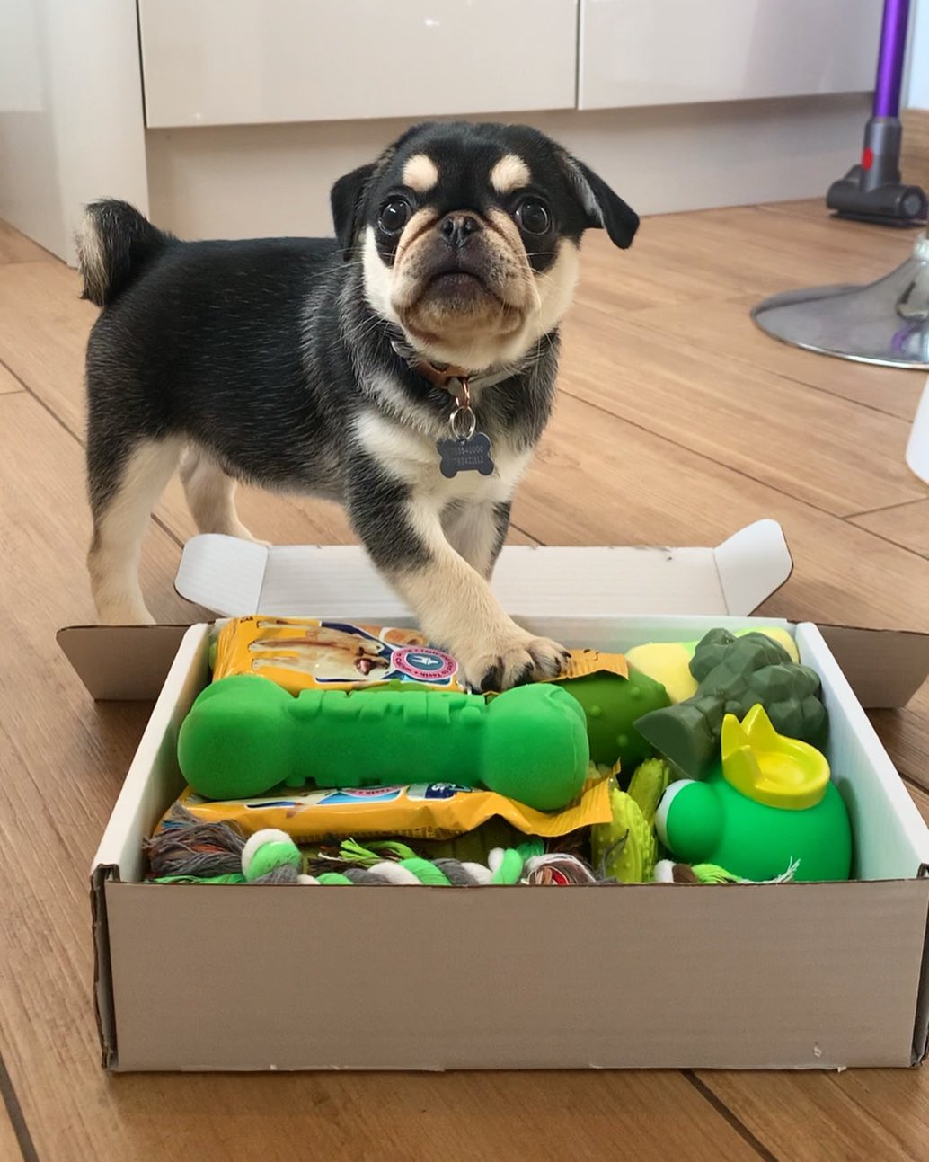 Ted Pug puppy